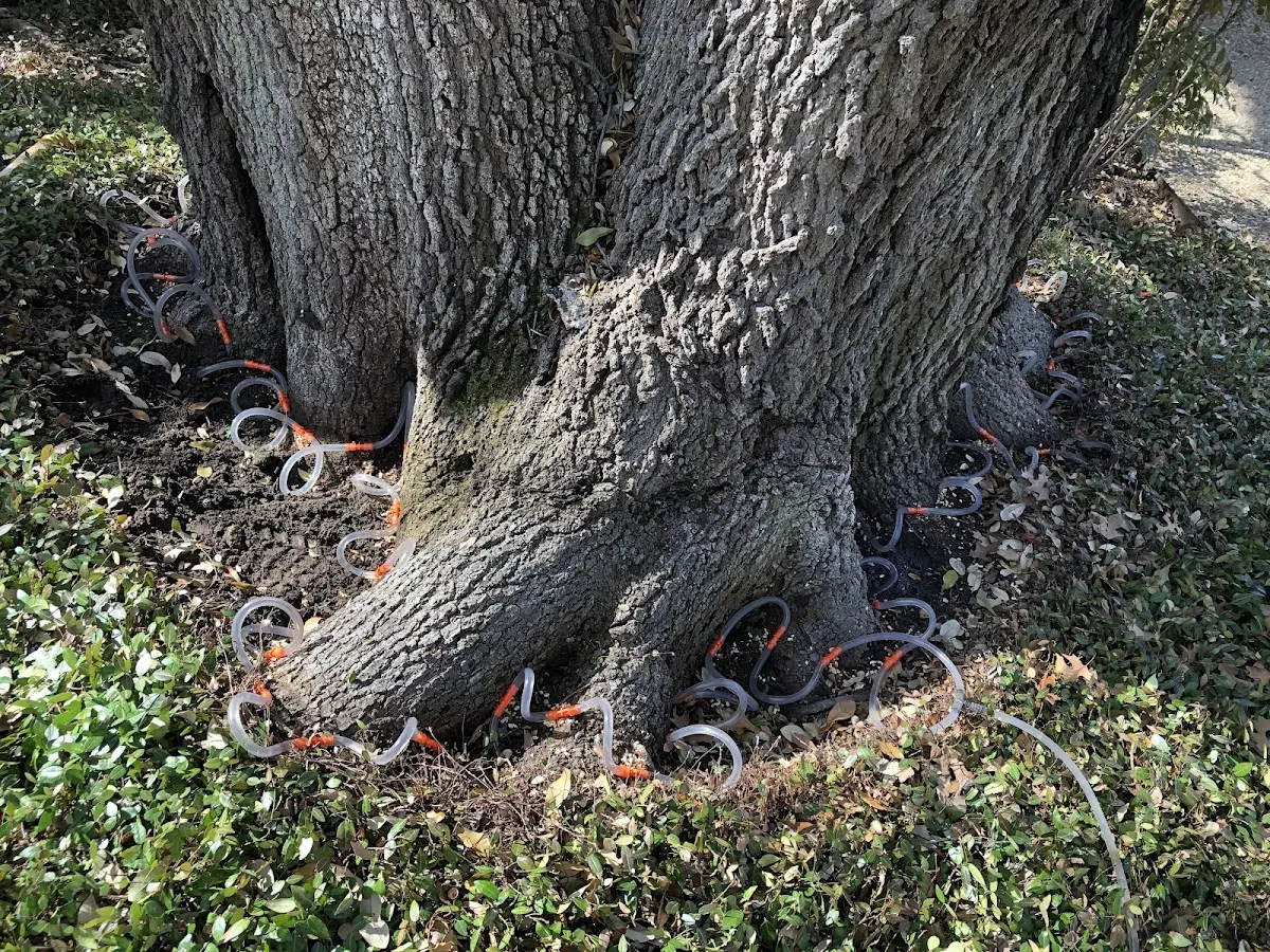 Detailed Shrub and Hedge Trimming job site in Beebe