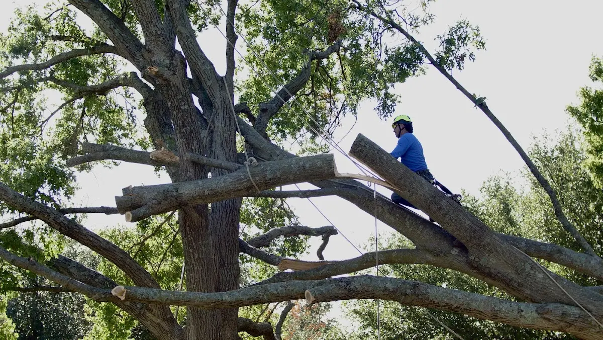 Professional Hazardous Tree Removal performed by certified arborists in Beebe
