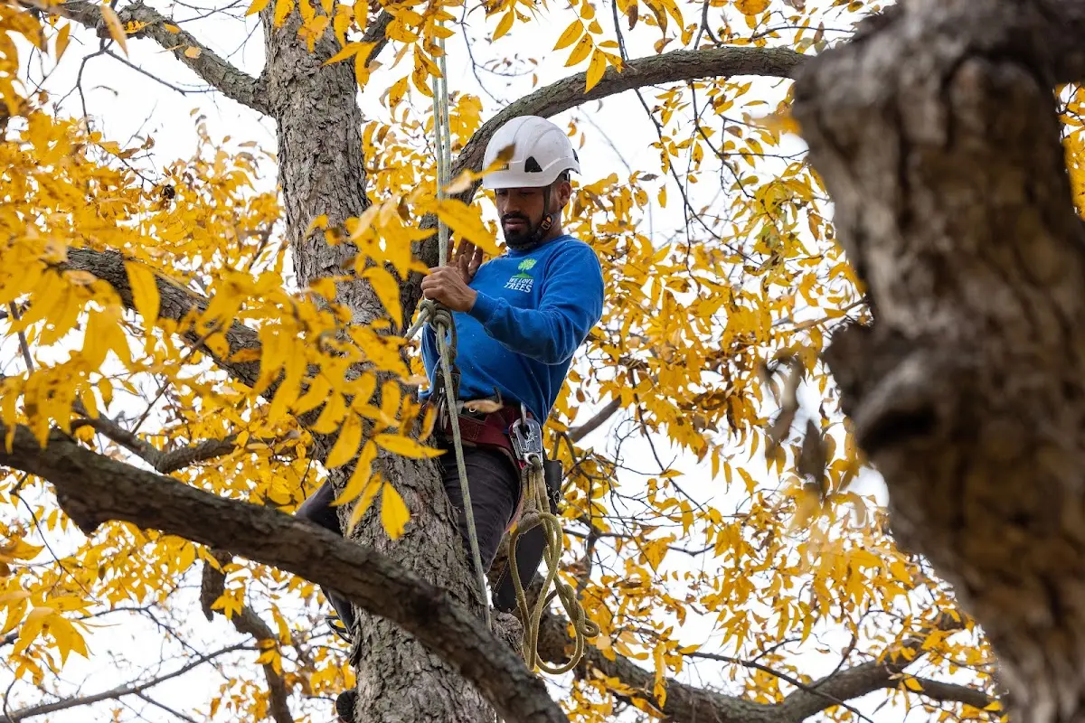 Skilled Tree Trimming crew working in Beebe